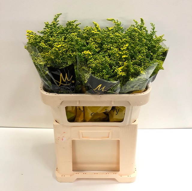 Solidago carzan glory.jpg